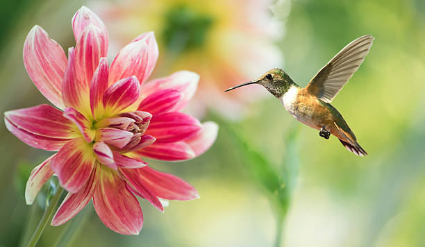 Hummingbird hover in mid-air in the garden stock photo