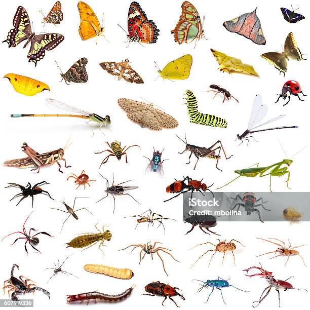 Set Of Insects Over White Background Stock Photo - Download Image Now - Insect, Backgrounds, Biodiversity