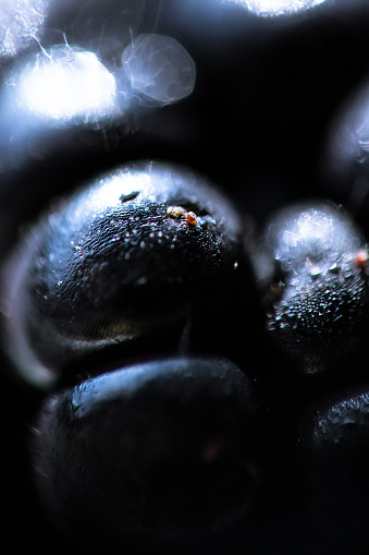Extreme close  up of a blackberry
