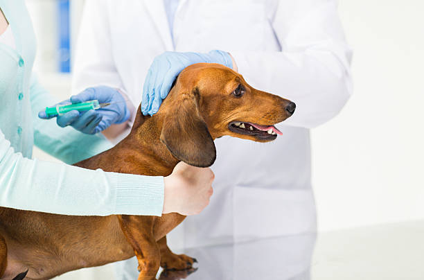close up of vet making vaccine to dog at clinic - dog dachshund pets close up imagens e fotografias de stock