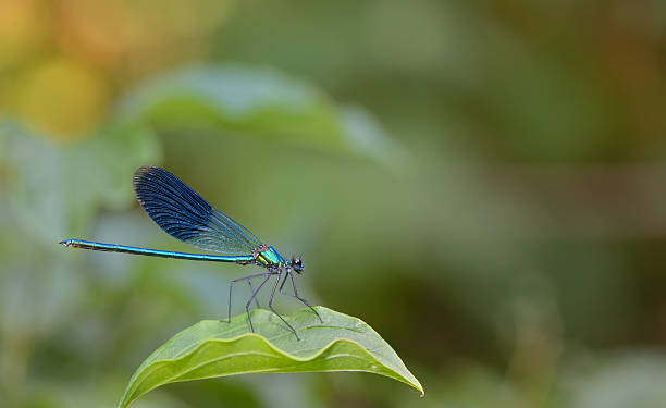 istock blue Coenagrionidae dragonfly 607921888