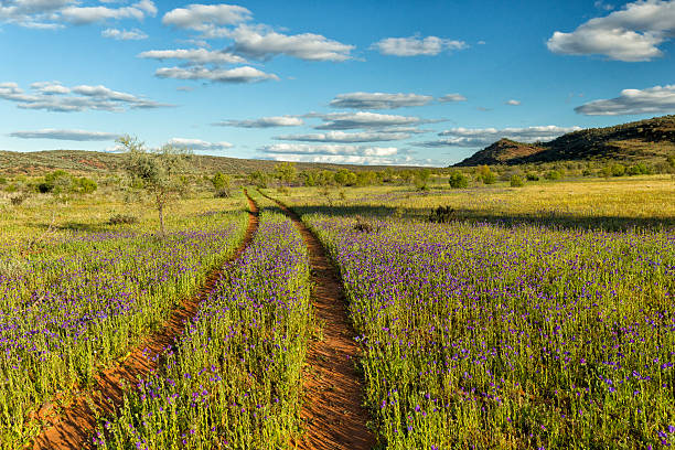 istock dirt road at Mutawintji National Park 607921894
