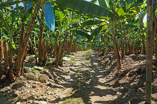 banana plantation in Costa Rica