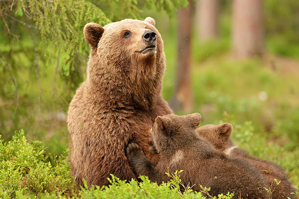 istock Bear with cubs. Bear feeding cubs. Bear breastfeeding cubs. 607924272