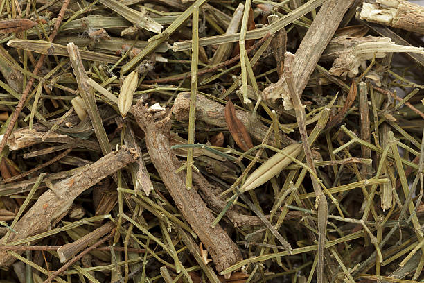 istock Organic dry Kalmegh or Green chiretta (Andrographis paniculata). 607924372