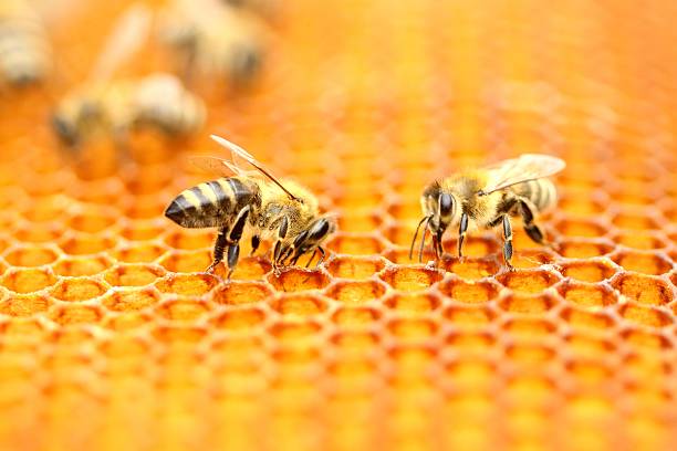 Bees workers stock photo