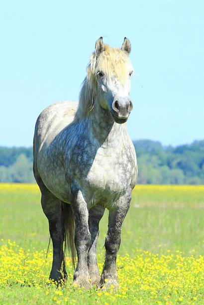 istock Horse in nature 607925796