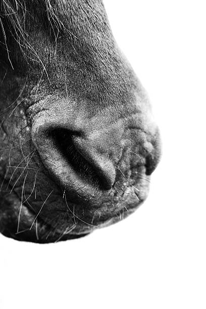 istock Nose of horse 607925826