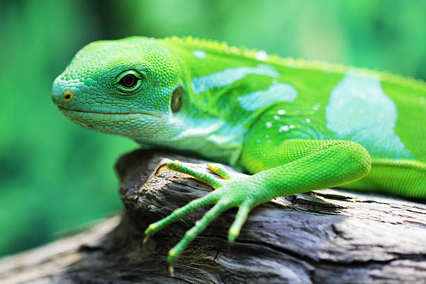 istock Lizard close up animal portrait 607926190