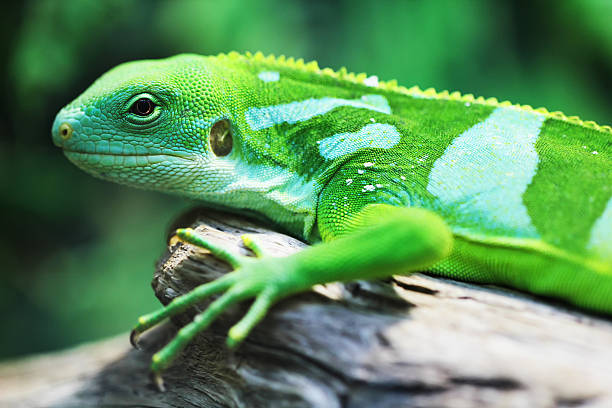istock Lizard close up animal portrait 607926306