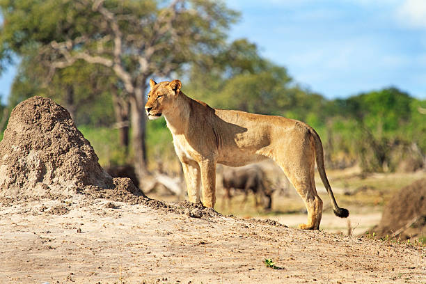 istock Fyll frame lioness surveying the surroundings 607928944
