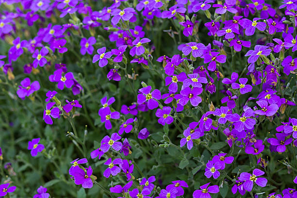 istock purple violet flowers 607929146