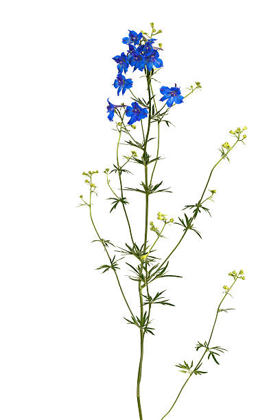 istock Bright flower Delphinium, photographed close-up. Isolated 607929366