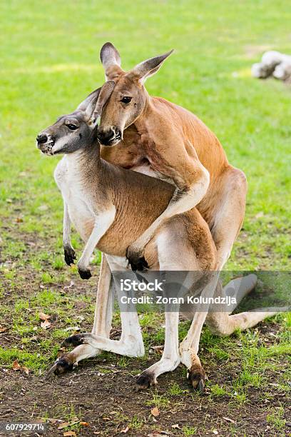 Mating Kangaroos Stock Photo - Download Image Now - Animals Mating,  Australia, Kangaroo - iStock