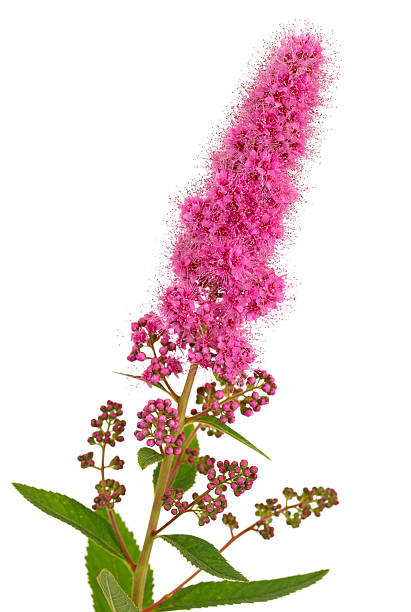 istock Bright flower spiraea, photographed close-up. Isolated 607930426