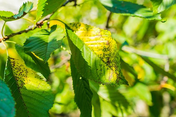 istock Cherry tree leaves turn yellow in autumn 607961552