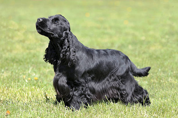 istock Typical English Cocker Spaniel in the garden 607963028