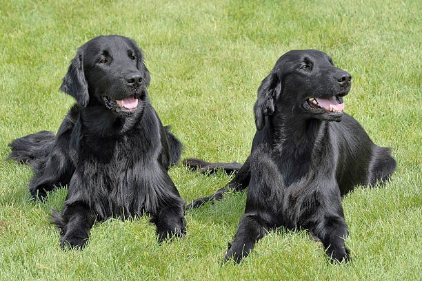 Typical Flat Coated Retriever in the garden