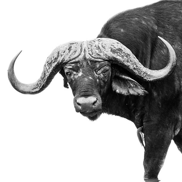 istock black and white african buffalo with bird on its leg 607967036
