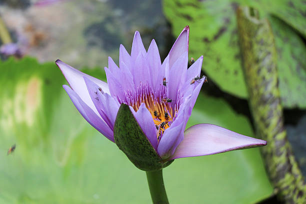 istock Water Lily purple colur closed up 607970308
