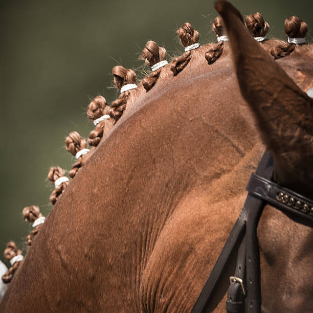 A horse groomed for competition. The button braids can be made in different styles, but they all make the horse look impressive and beautiful on the track - dressage or show jumping.