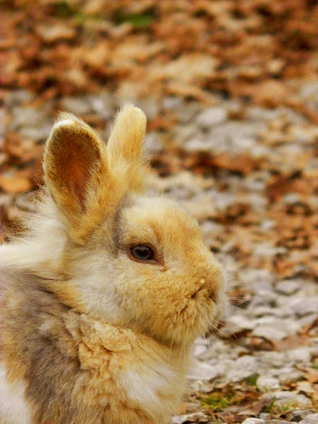 istock Pet rabbit on autumn leaves background: close-up 607974724