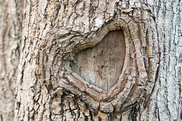 istock The heart shape bark of tree. 607975828