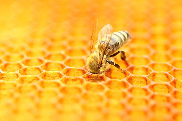 Honeybee Honeybee in honeycomb  honey bee stock pictures, royalty-free photos & images