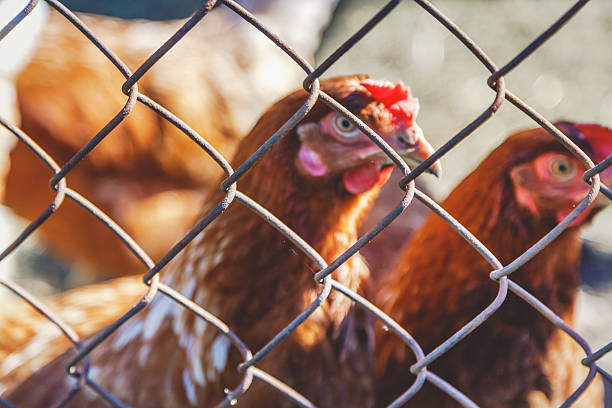 istock head of chicken wire mesh fence 607976388