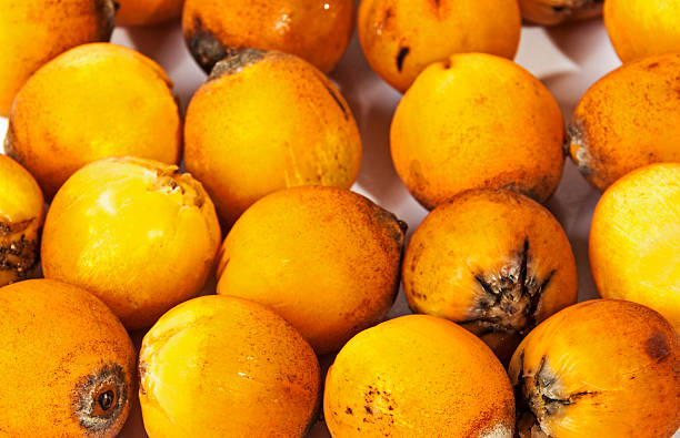 fruit loquat
