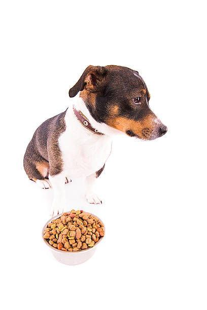 istock Jack Russell Terrier with a bowl on a white background 607980226