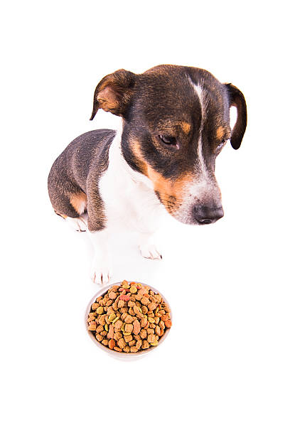 istock Jack Russell Terrier with a bowl on a white background 607980370