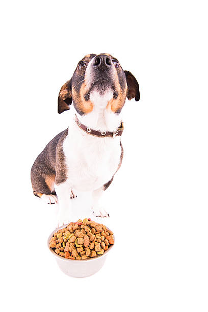 istock Jack Russell Terrier with a bowl on a white background 607980474