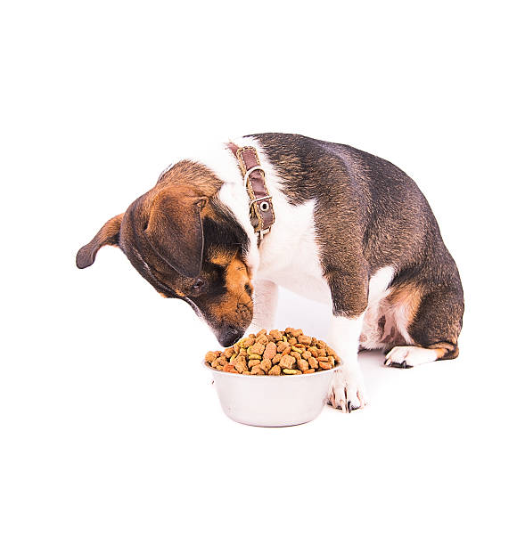 istock Jack Russell Terrier with a bowl on a white background 607980514