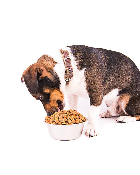 istock Jack Russell Terrier with a bowl on a white background 607980646