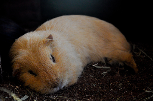 Sleeping Guinea pig (aka Hamster)