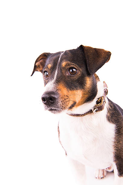 istock Jack Russell terrier on a white background 607981246