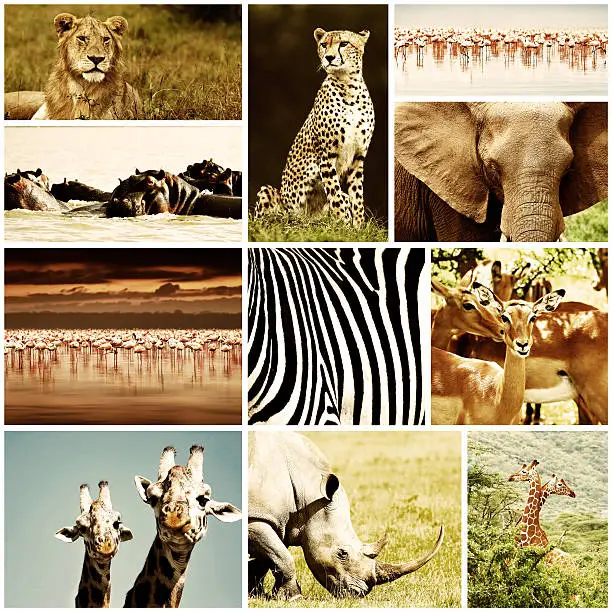 Photo of African Animals Safari Collage