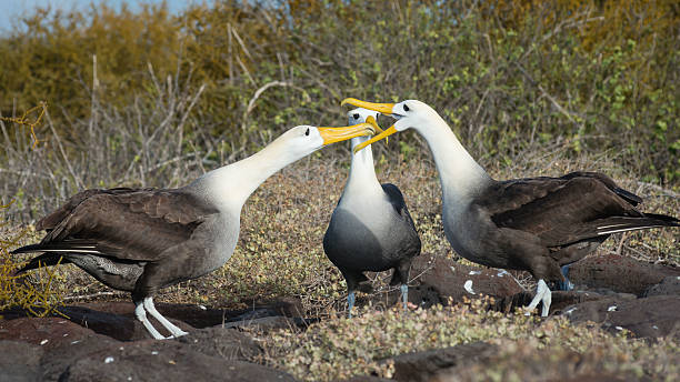 Galapagos Albatros Galapagos Islands, Ecuador albatross photos stock pictures, royalty-free photos & images