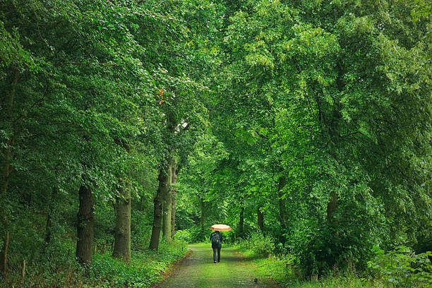 istock Woman Walking in Forest, Wassenaar, Netherlands 607983152