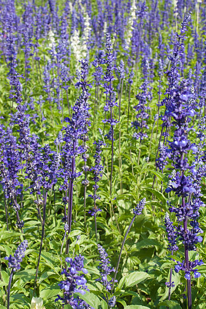 istock lavender bushes closeup 607984418