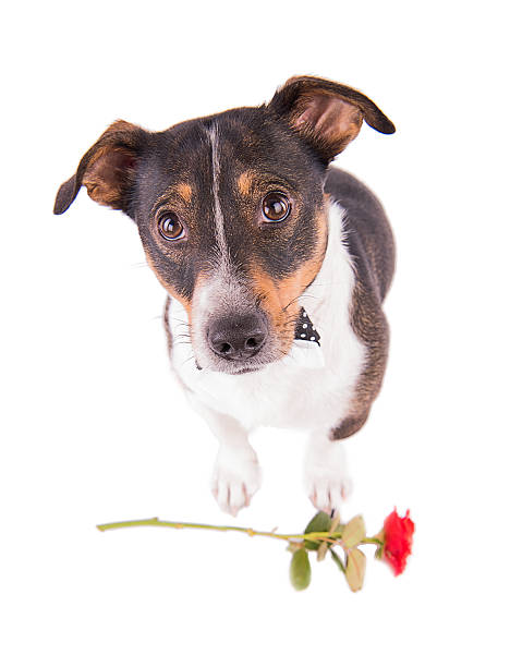 istock Jack Russell Terrier with glasses on a white background 607984462