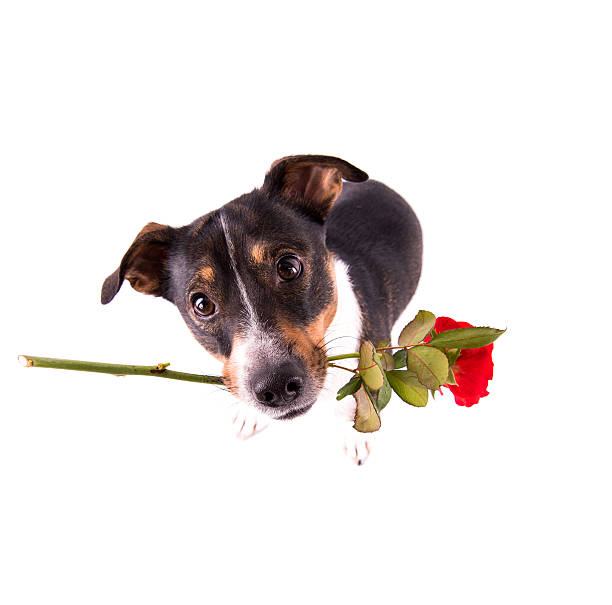 istock Jack Russell Terrier with glasses on a white background 607984852