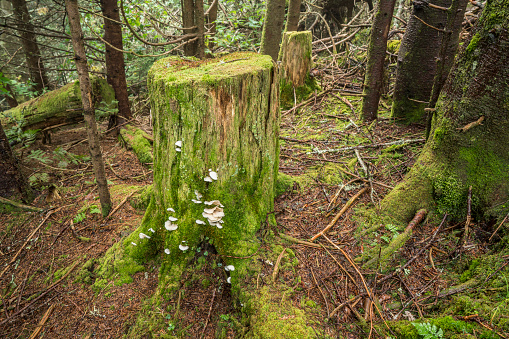 A picturesque stump in the mountain forest, Mt. Mitchell, NC.