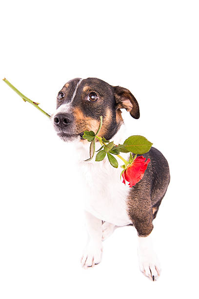 istock Jack Russell Terrier with glasses on a white background 607985202