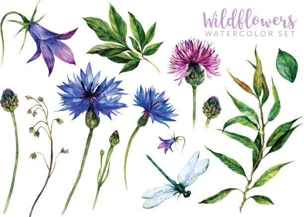 ilustrações, clipart, desenhos animados e ícones de flores silvestres de aquarela desenhadas à mão - flower bed gardening flower field