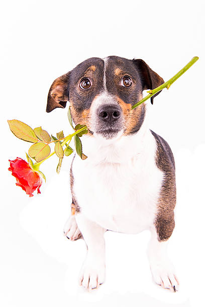 istock Jack Russell Terrier with glasses on a white background 607985536