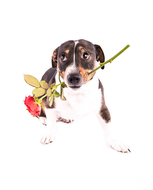 istock Jack Russell Terrier with glasses on a white background 607985872
