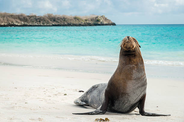 Sea Lion Galapagos Islands, Ecuador sea lion photos stock pictures, royalty-free photos & images