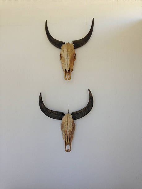 istock Two buffalo skulls hanging on a white wall 607986240